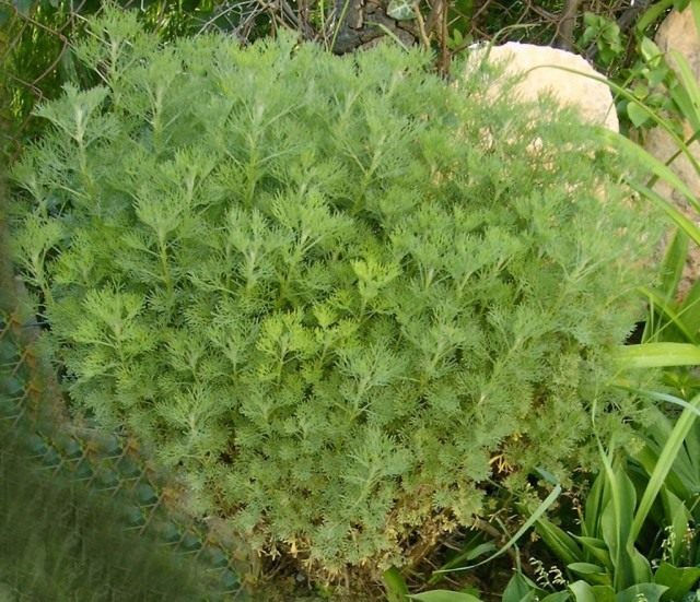 Полынь лечебная, или Полынь высокая, или Полынь лимонная (лат. Artemisia abrotanum) 