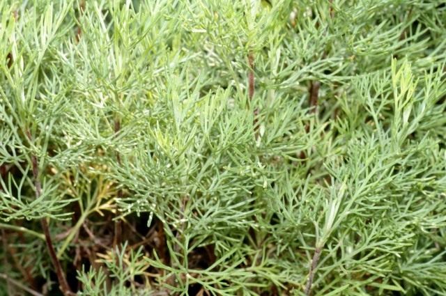 Полынь лечебная, или Полынь высокая, или Полынь лимонная (лат. Artemisia abrotanum)