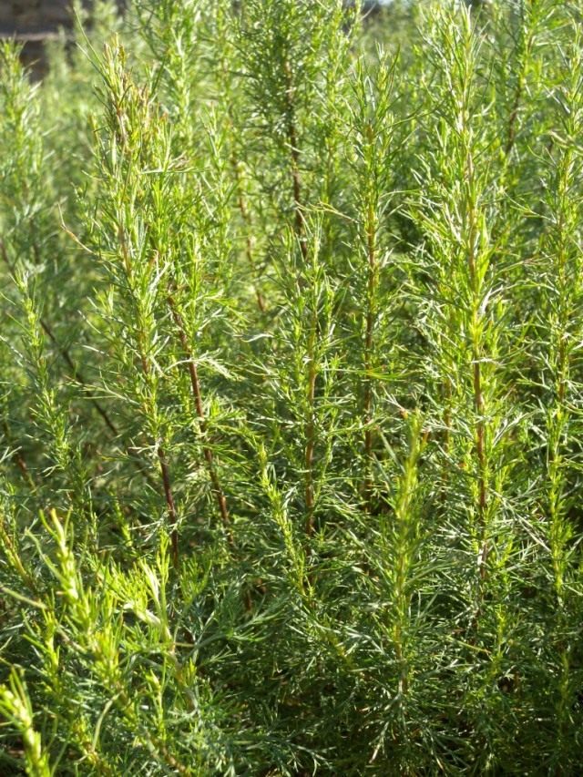 Полынь лечебная, или Полынь высокая, или Полынь лимонная (лат. Artemisia abrotanum)
