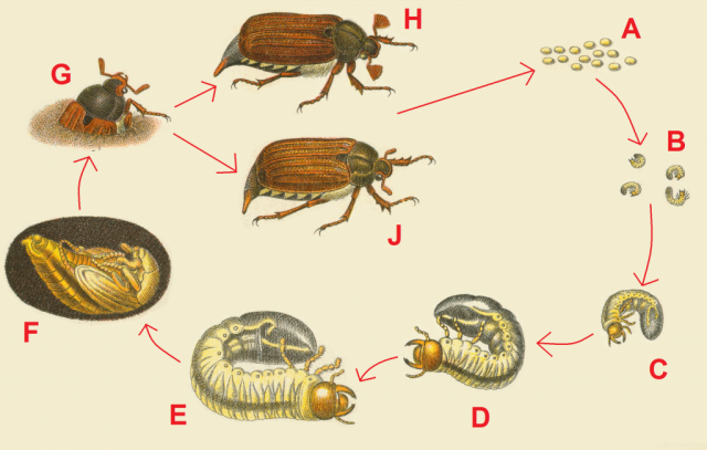 Жизненный цикл майского жука. A: Яйца, B: Личинки до окукливания, C: Детеныш личинки, D: Молодая личинка, E: Взрослая личинка, F: Куколка жука, G: Взрослый жук, возникающий после вылупления, H: Взрослый самец жука, J: Взрослая самка жука.