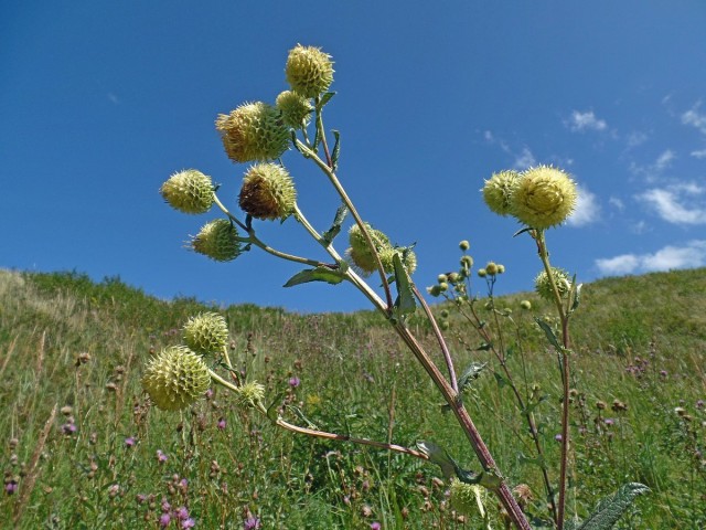 Альфредия поникшая, атаман-трава (Alfredia cernua)