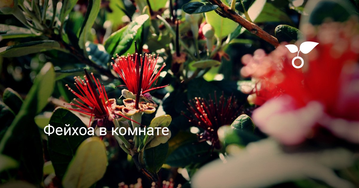 Фейхоа в комнате. Уход, выращивание, размножение. Фото — Ботаничка