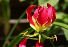 «Хамелеонистый» цветок Глориоза