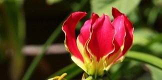 «Хамелеонистый» цветок Глориоза