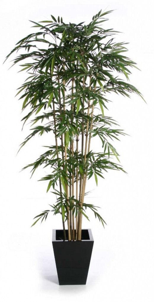Как выращивать бамбук в домашних условиях: секреты ухода и необходимые условия
