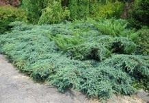 Можжевельник чешуйчатый (Juniperus squamata)