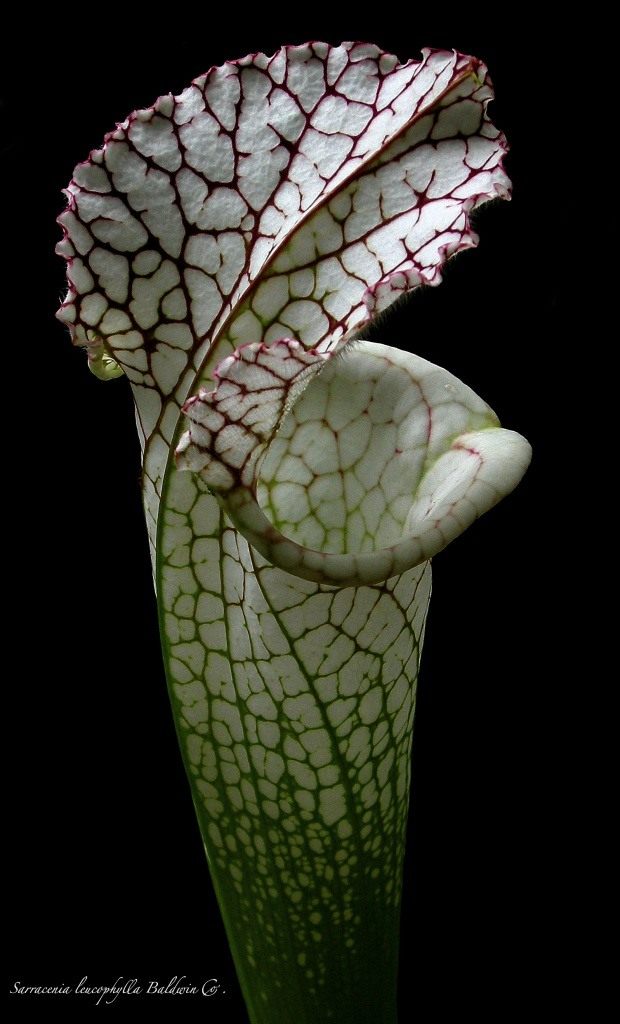 Саррацения пепельнолистная (Sarracenia leucophilla)