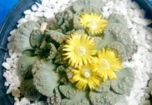 Титанопсис (Titanopsis)