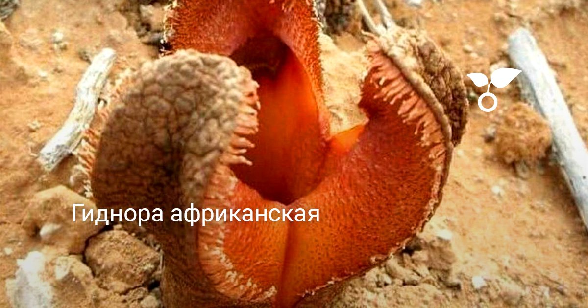 Гиднора африканская. Хищные растения. Фото — Ботаничка