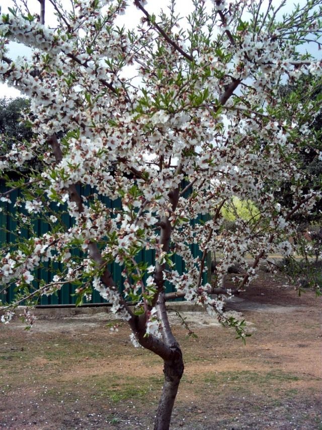 Миндальное дерево (Prunus dulcis)