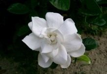 Гардения (Gardenia)