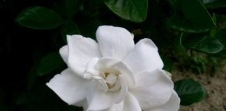 Гардения (Gardenia)