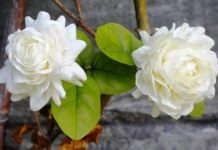 Жасмин самбак (Jasminum sambac)