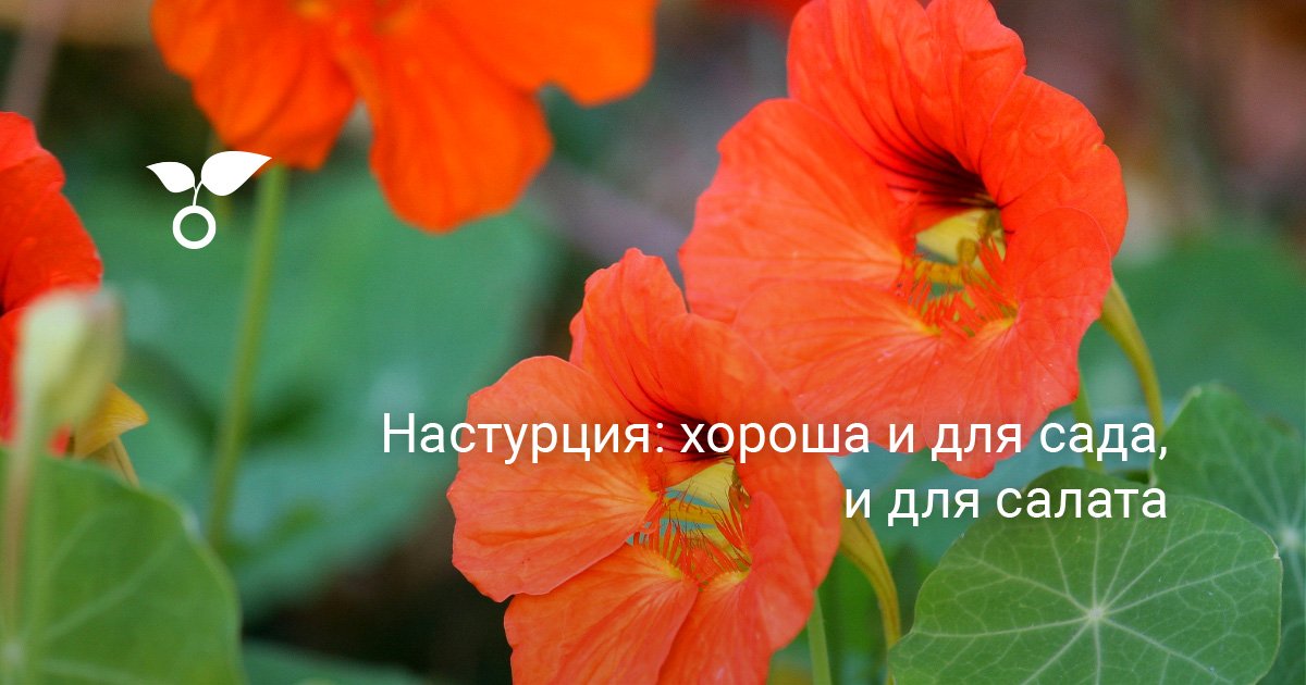 Настурция: хороша и для сада, и для салата. Фото — Ботаничка