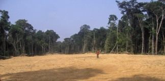 Вырубка леса в Африке