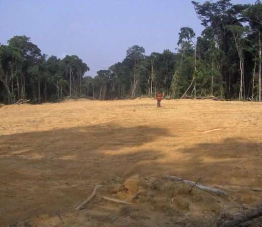 Вырубка леса в Африке