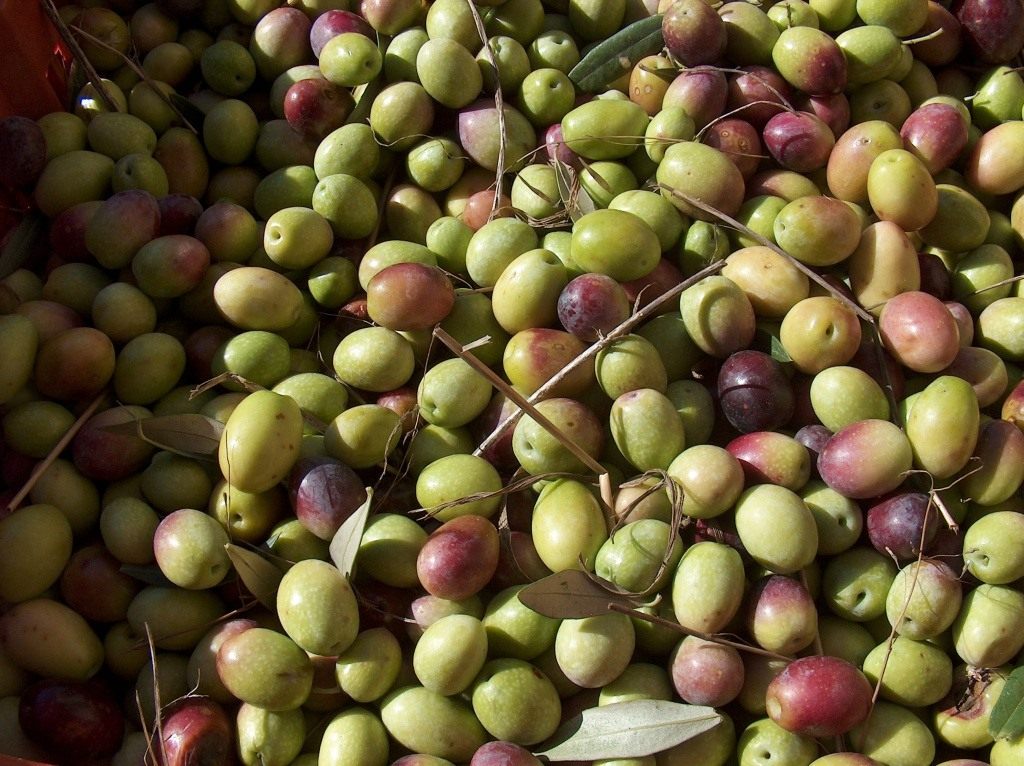 Оливки или маслины — в чём разница и польза? Разновидности. Фото — Ботаничка