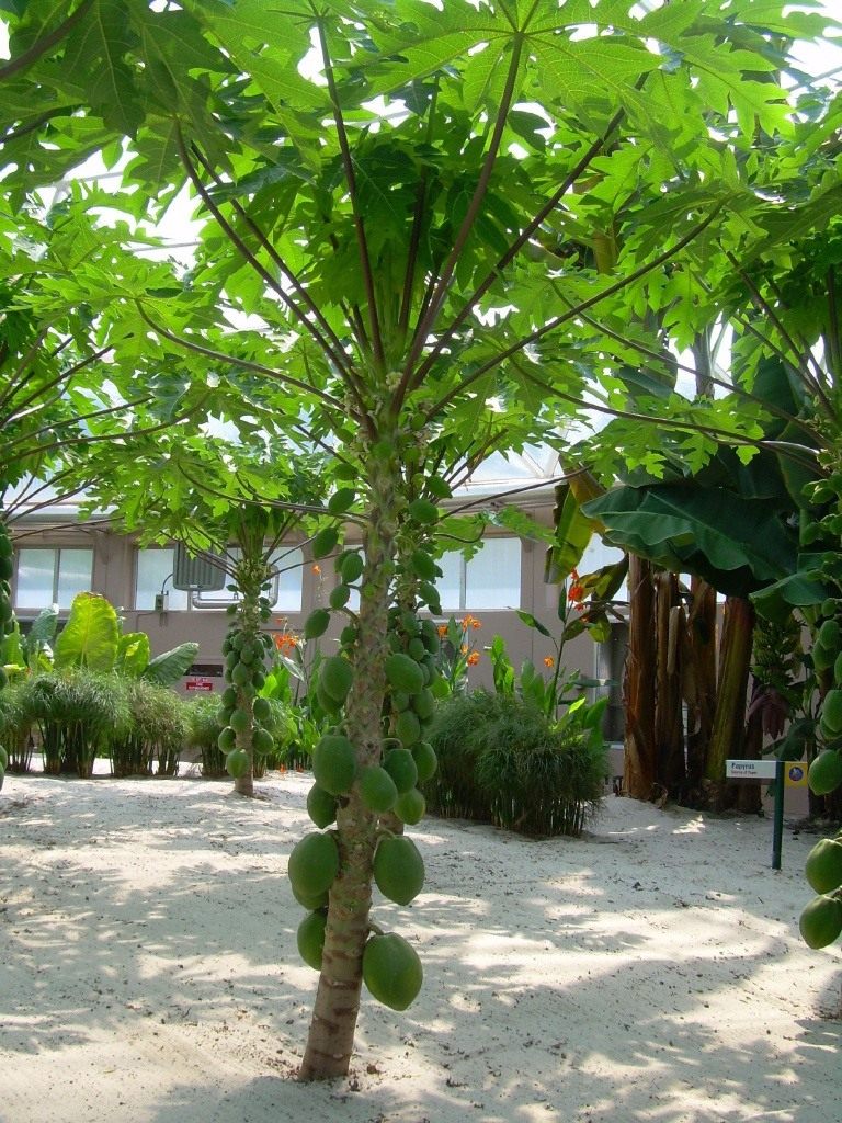 Папайя (дынное дерево): выращивание в домашних условиях из семян