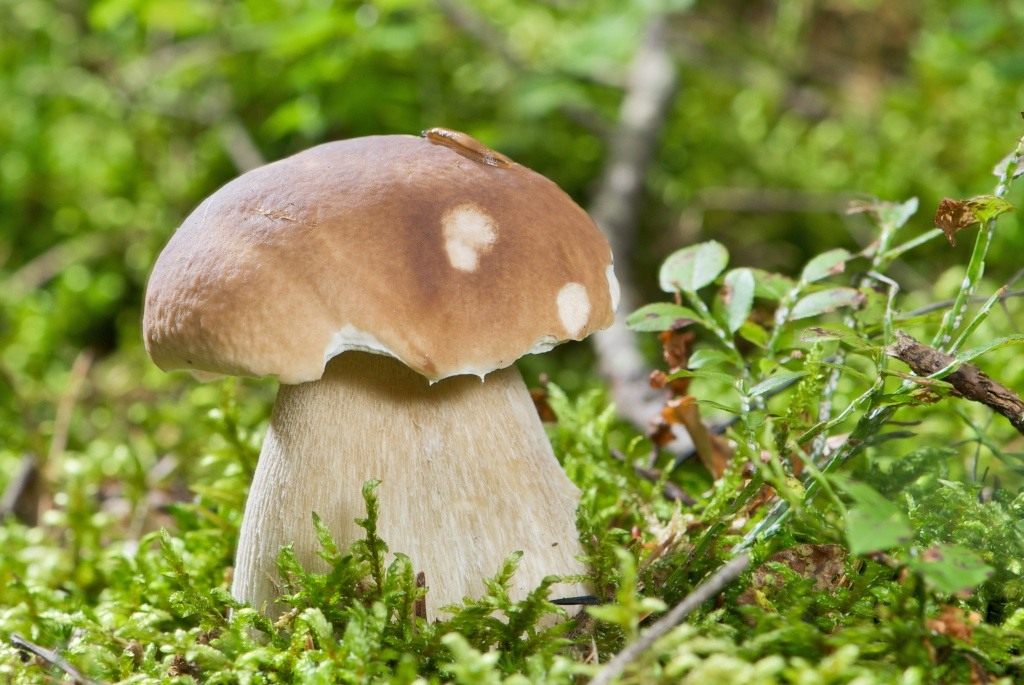 Белый гриб: как его опознать, съедобность, где растет, виды, виды, выращивание