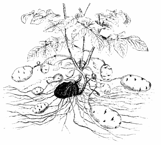 Иллюстрация из учебника ботаники для колледжей. Г. Фишер, Йена 1900г