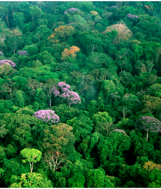 Сельва - влажный тропический лес
