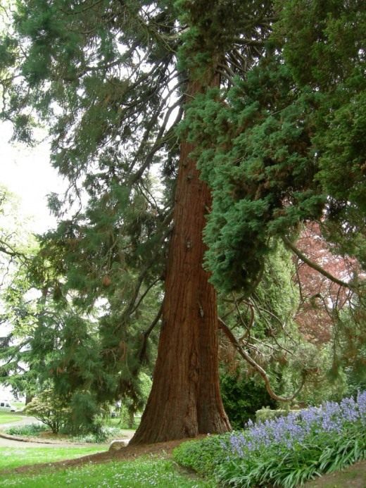 Секвойядендрон гигантский в парке Леши, Сиэтл, Вашингтон