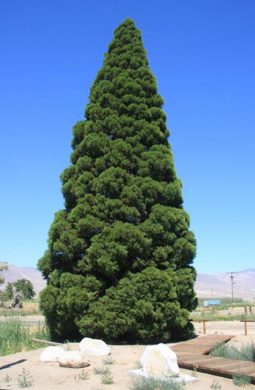 Молодой Секвойядендрон гигантский, растущий в городе Биг-Пайн, штат Калифорния