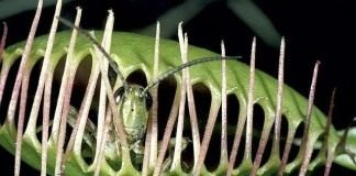 Кузнечик пойманный Венериной мухоловкой (Grasshopper caught Venus flytrap)