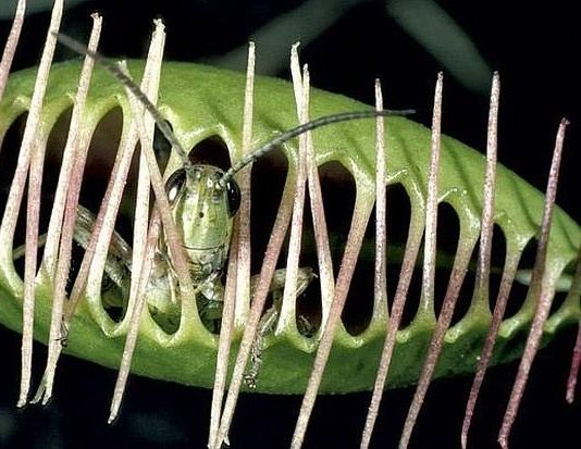 Кузнечик пойманный Венериной мухоловкой (Grasshopper caught Venus flytrap)