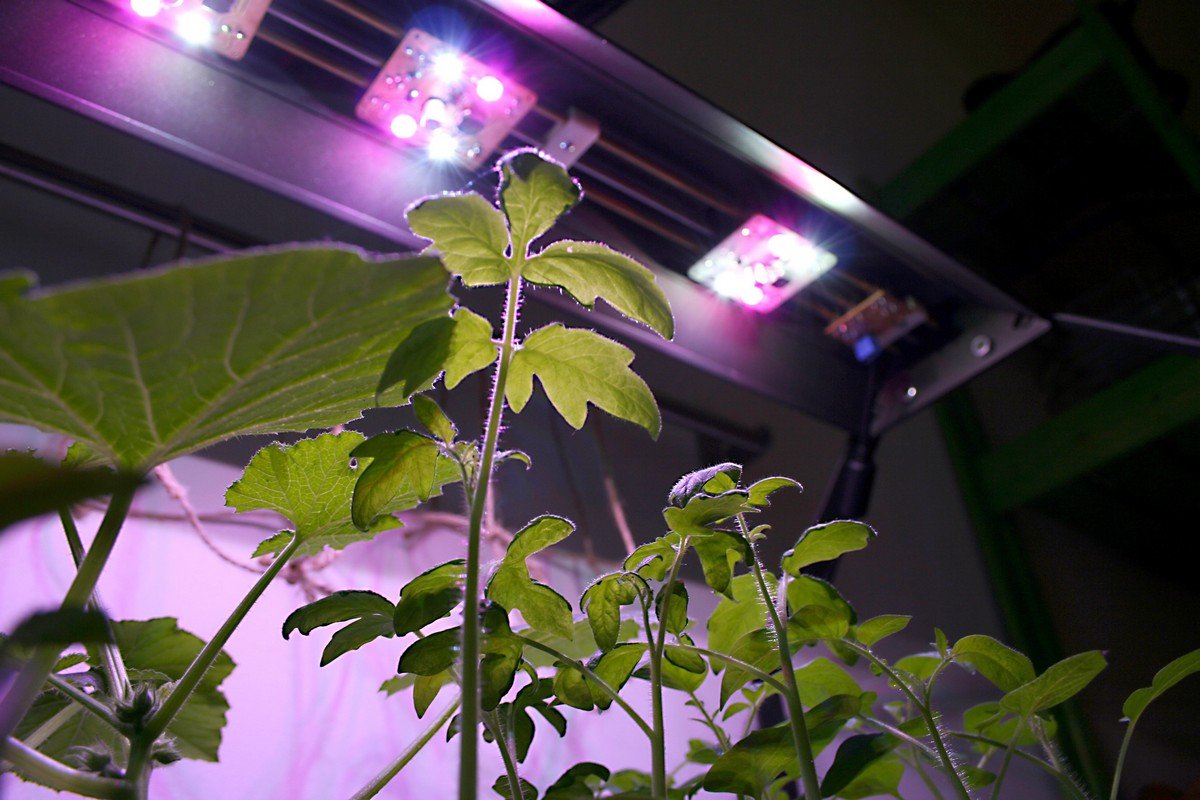 Освещение растений белыми светодиодами — проверочная работа / Хабр