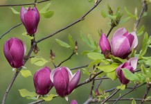 Магнолия лилиецветная (Magnolia liliiflora)