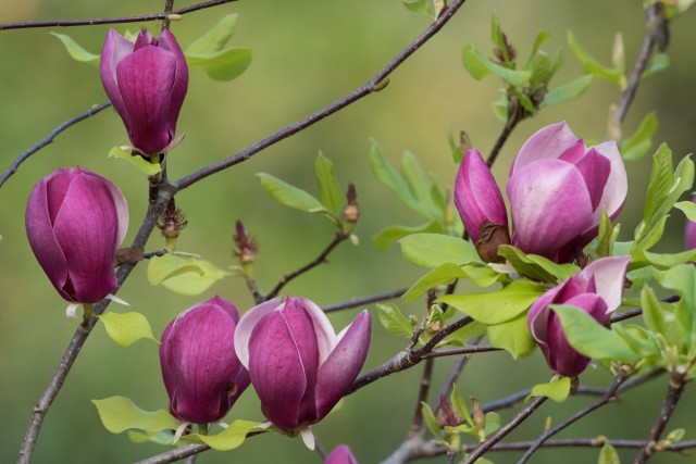 Магнолия лилиецветная (Magnolia liliiflora)