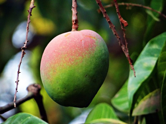 Манго — сочный плод