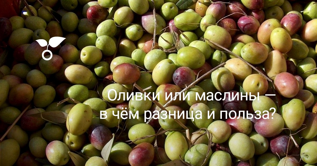 Оливки или маслины — в чём разница и польза? Разновидности. Фото ...