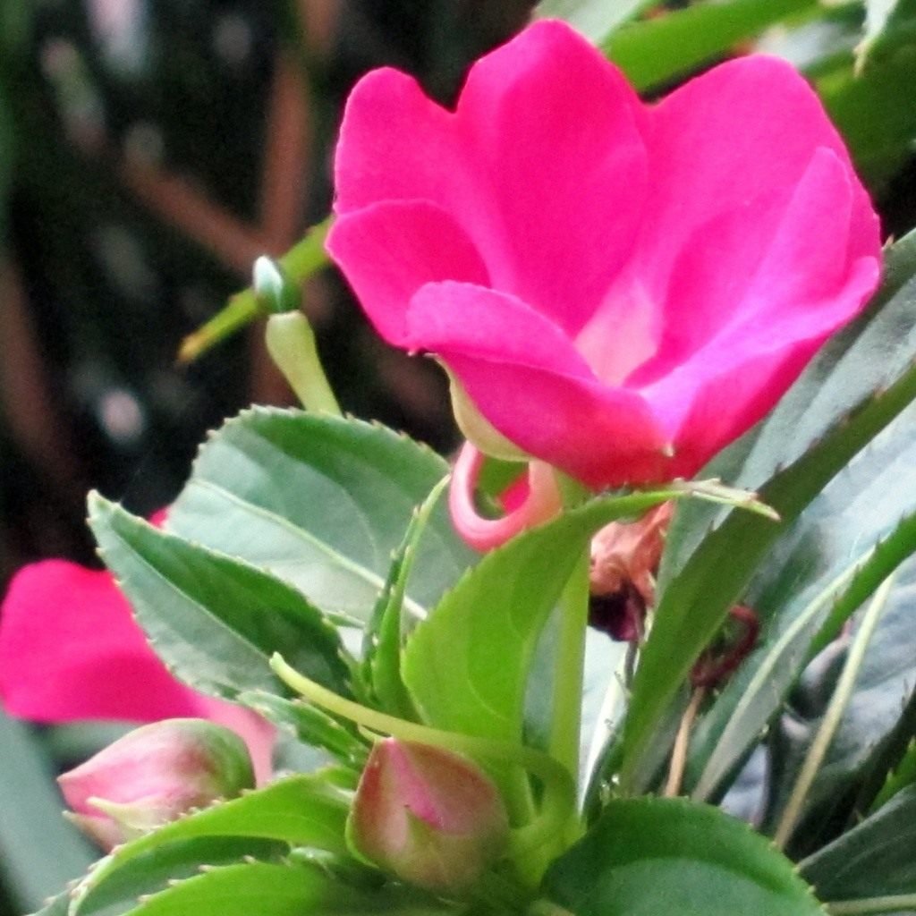 Бальзамин садовый — выращивание цветов в открытом грунте