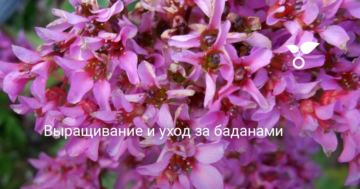 Выращивание и уход за баданами. Фото — Ботаничка
