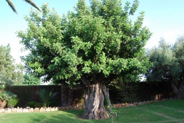 Рожковое дерево, или Цератония стручковая, или Цареградские стручки (Ceratonia siliqua)