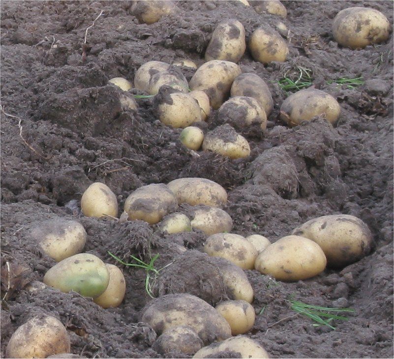Урожай картофеля массой. Картофель сорта урожайные. Картофель в огороде. Картофель скарб. Ранние сорта картофеля.