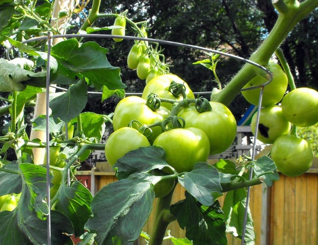 Последовательная посадка томатов: секреты успешного выращивания