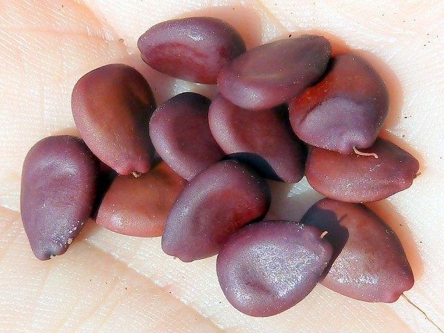 Семена рожкового дерева, или Цератонии стручковой