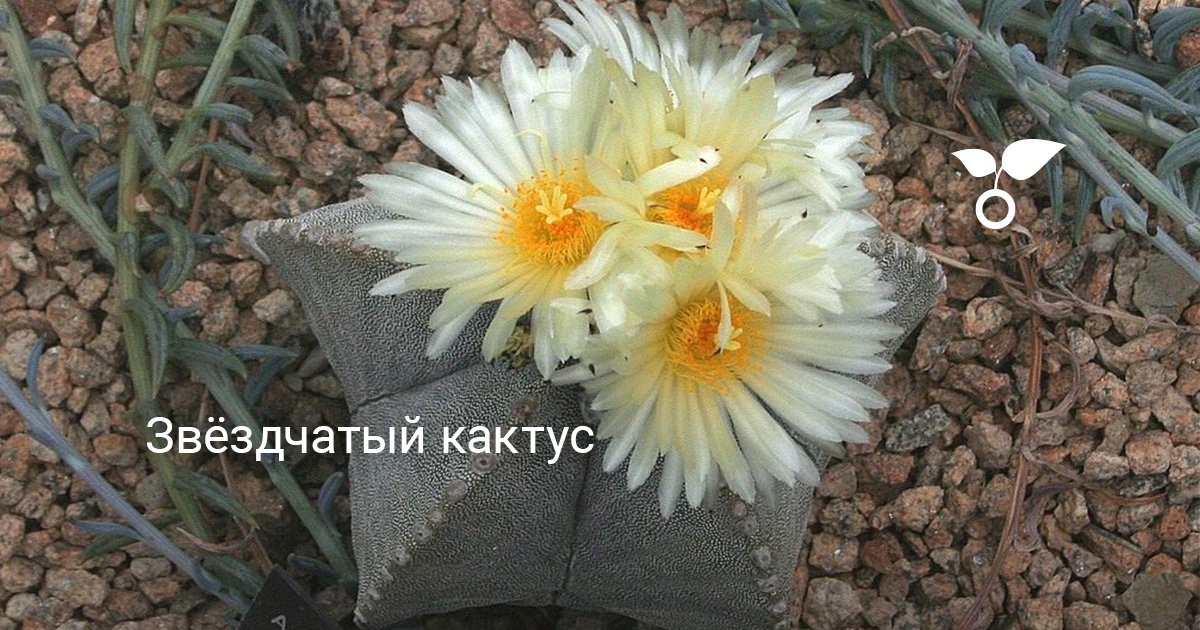 Звёздчатый кактус. Астрофитум. Уход, выращивание, размножение. Фото ...