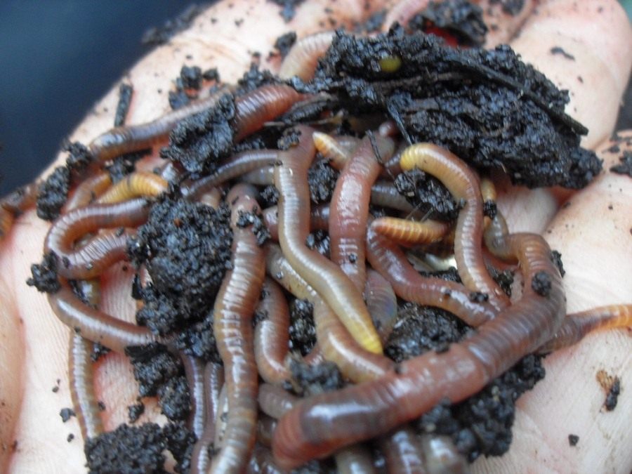 Как развести червей на даче - подробная инструкция