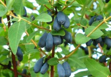 Жимолость съедобная, или Жимолость Турчанинова (Lonicera edulis)