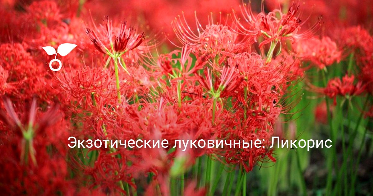 Экзотические луковичные: Ликорис. Фото — Ботаничка