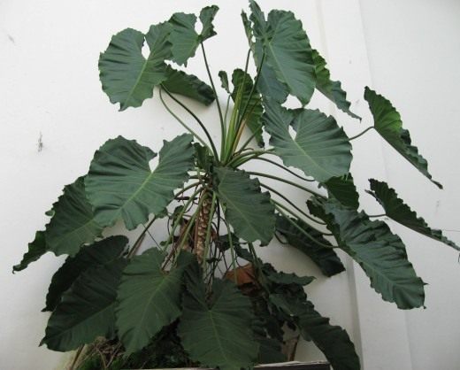 Филодендрон (Philodendron)