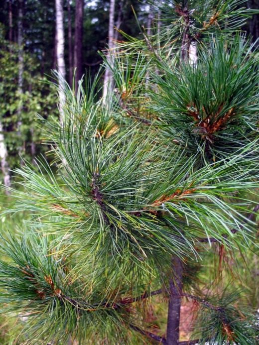 Сосна сибирская кедровая (лат. Pinus sibirica)