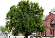 Платан (Platanus)