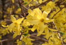 Форзиция, или Форсайтия, или Форсиция (Forsythia)