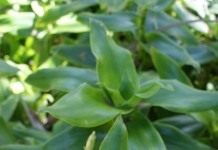 Каллизия душистая, или Золотой ус (Callisia fragrans)