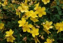 Зверобой (Hypericum)